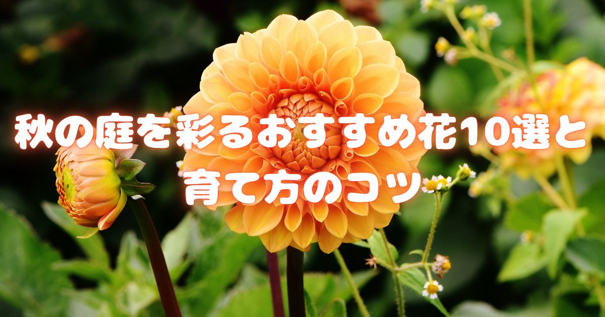 秋の庭を彩るおすすめ花10選と育て方のコツ