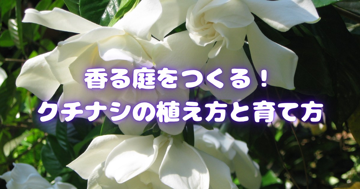 香る庭をつくる！クチナシの植え方と育て方【初心者向けガイド】
