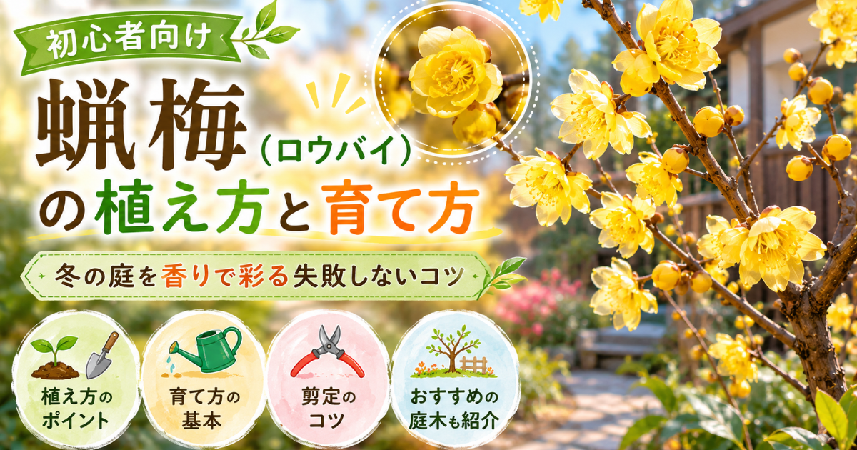 【初心者向け】蝋梅（ロウバイ）の植え方と育て方：冬の庭を香りで彩る失敗しないコツ