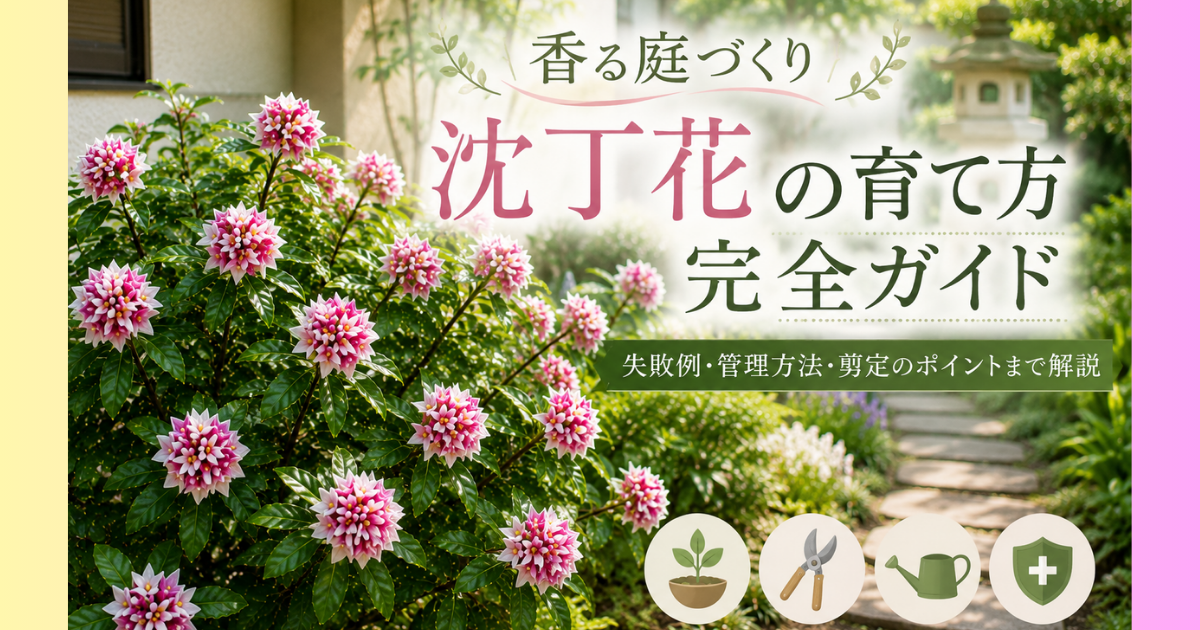 【香る庭づくり】沈丁花の育て方完全ガイド：失敗例・管理方法・剪定のポイントまで解説