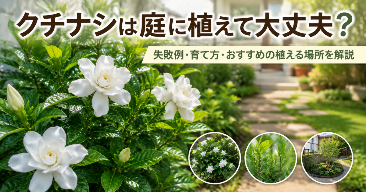 クチナシは庭に植えて大丈夫？失敗例・育て方・おすすめの植える場所を解説