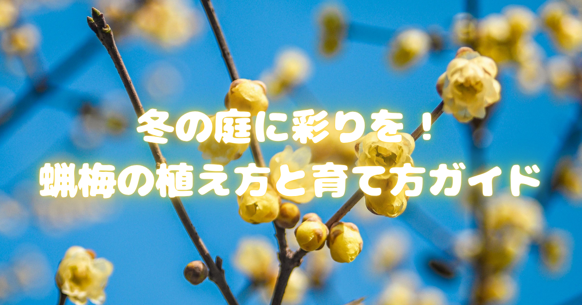 【冬の庭に彩りを！】蝋梅の植え方と育て方ガイド