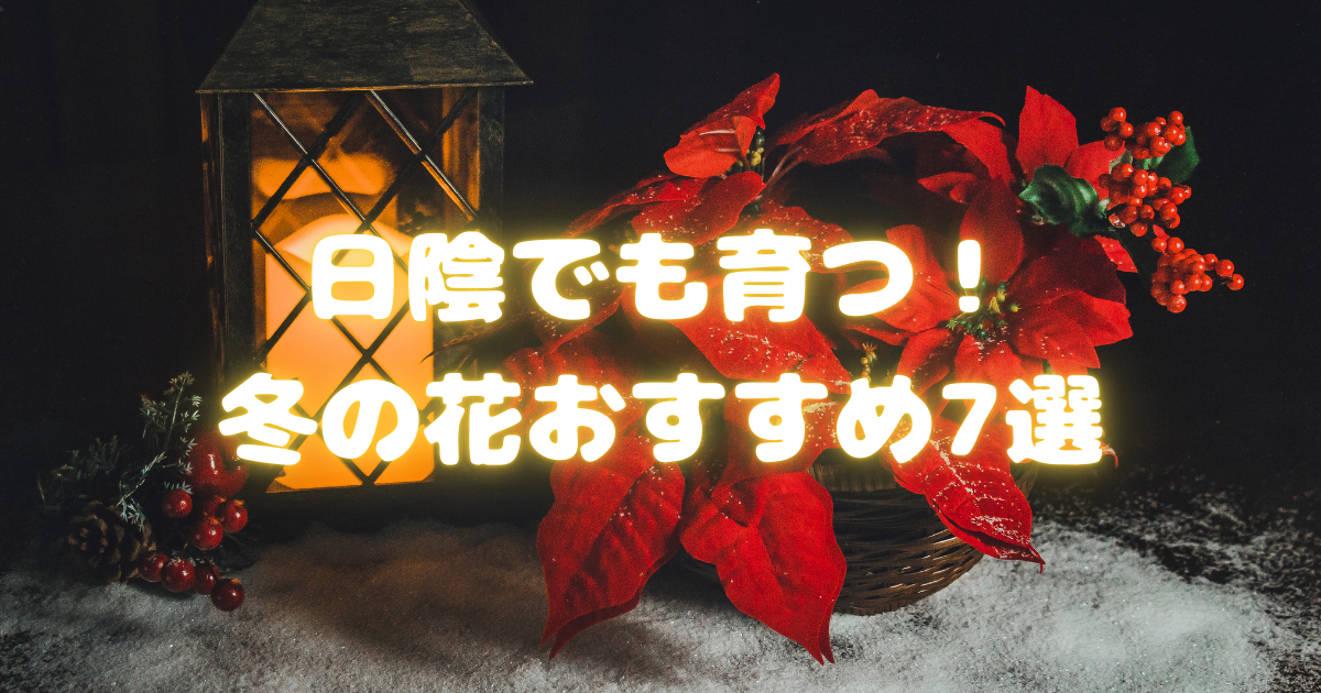 日陰でも育つ冬の花おすすめ7選