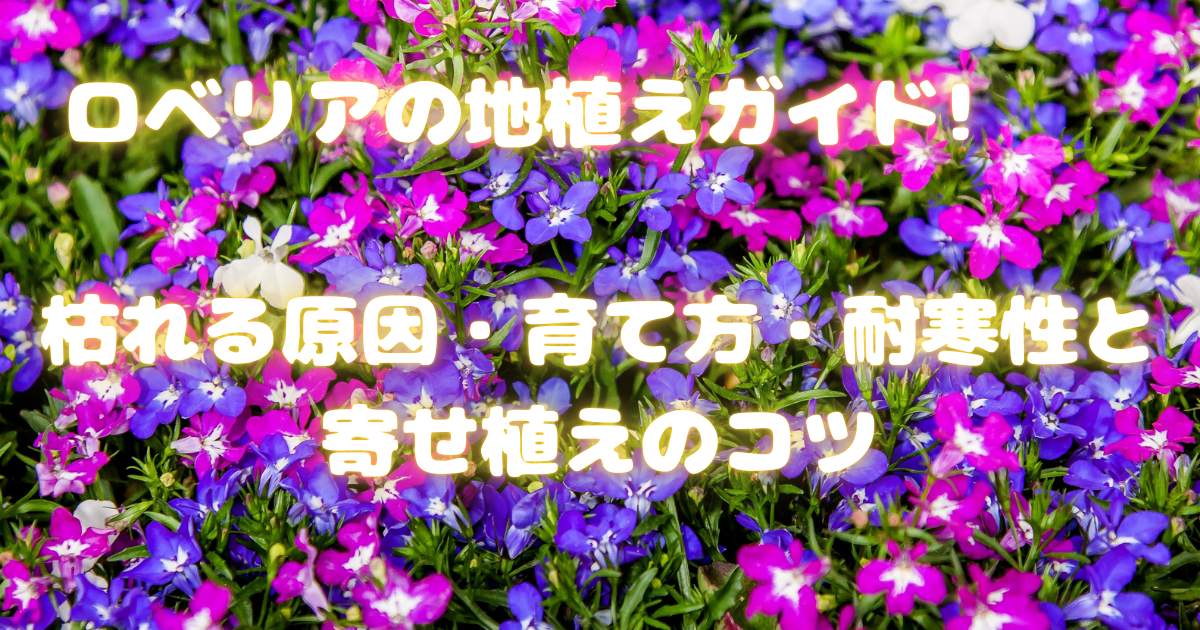 ロベリアの地植え完全ガイド