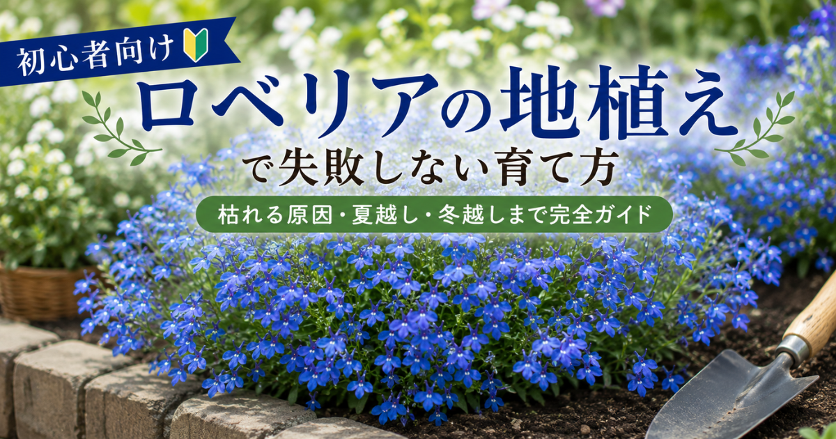 【初心者向け】ロベリアの地植えで失敗しない育て方：枯れる原因・夏越し・冬越しまで完全ガイド