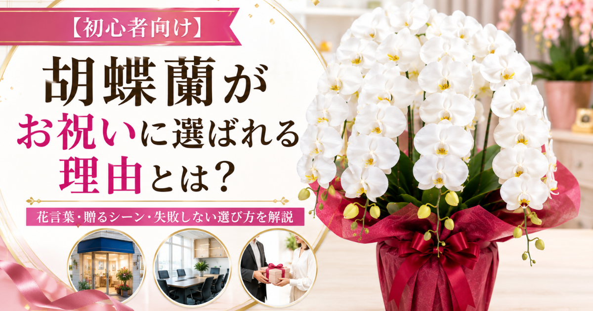 【初心者向け】胡蝶蘭がお祝いに選ばれる理由とは？花言葉・贈るシーン・失敗しない選び方を解説