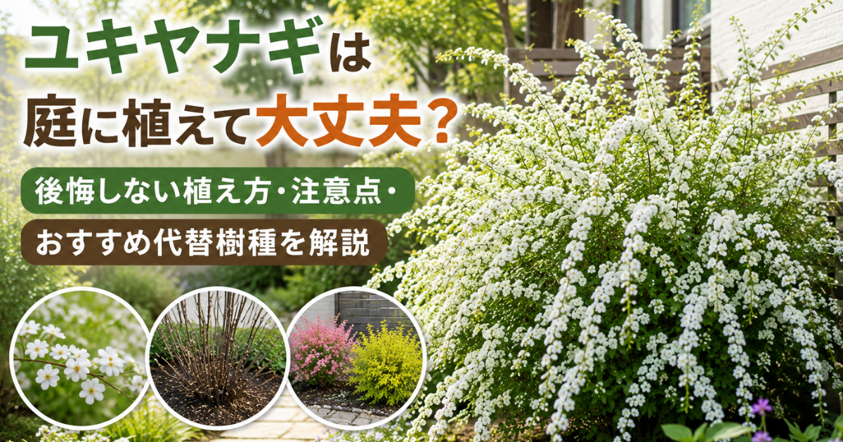 【ユキヤナギは庭に植えて大丈夫？】後悔しない植え方・注意点・おすすめ代替樹種を解説
