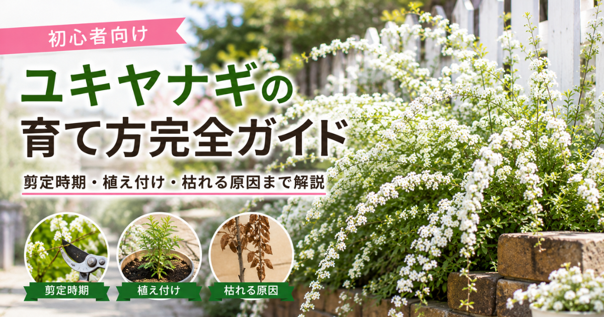 【初心者向け】ユキヤナギの育て方完全ガイド：剪定時期・植え付け・枯れる原因まで解説