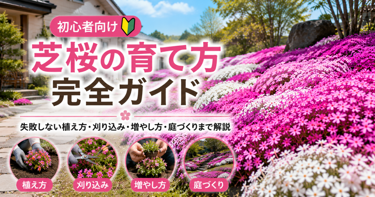 【初心者向け】芝桜の育て方完全ガイド：失敗しない植え方・刈り込み・増やし方・庭づくりまで解説