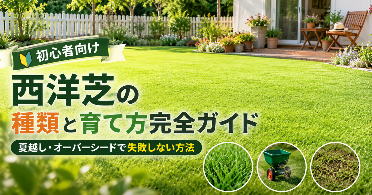 【初心者向け】西洋芝の種類と育て方完全ガイド：夏越し・オーバーシードで失敗しない方法