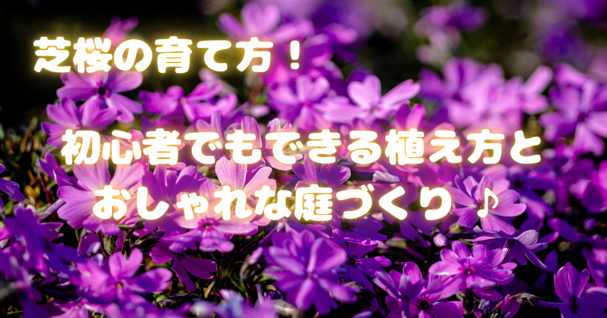 【芝桜の育て方】初心者でもできる植え方とおしゃれな庭づくり